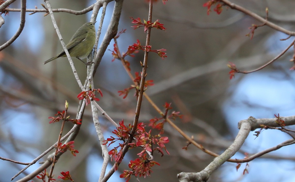 Orange-crowned Warbler - Rob Bielawski