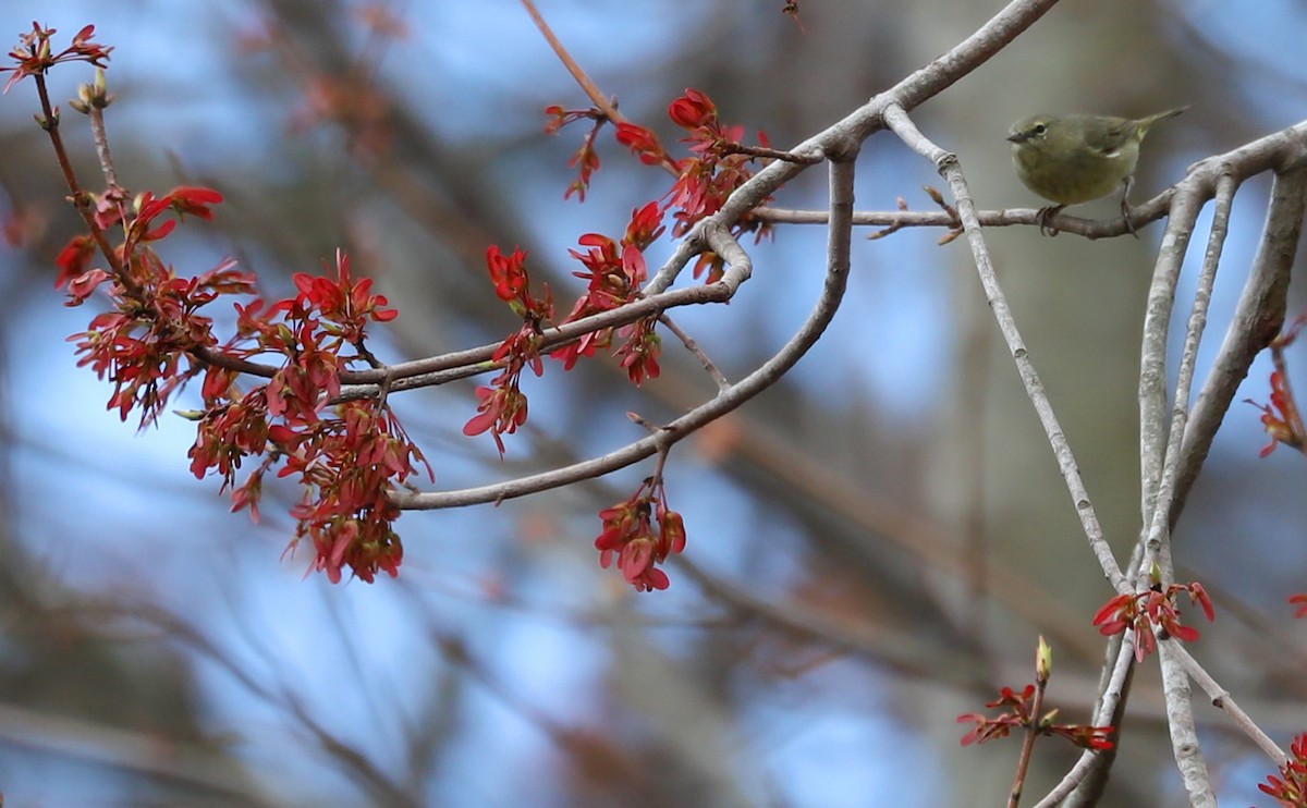 Orange-crowned Warbler - Rob Bielawski