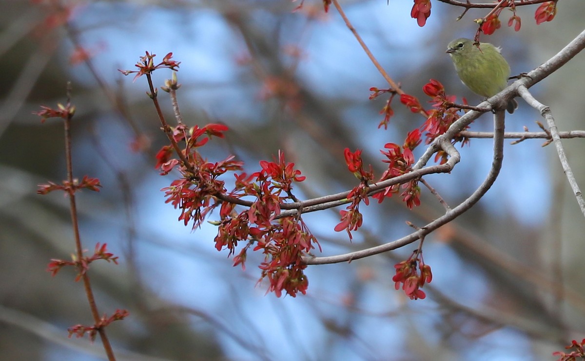 Orange-crowned Warbler - Rob Bielawski