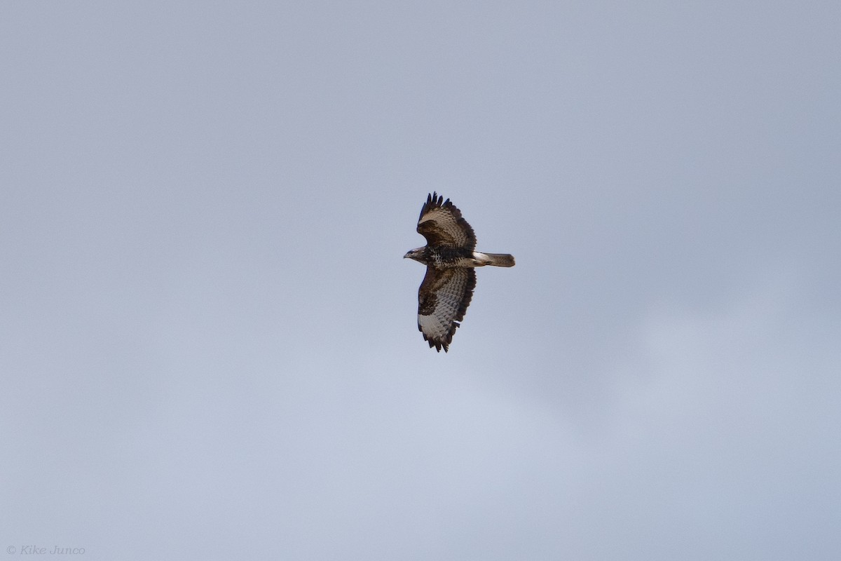 Common Buzzard - ML615889411