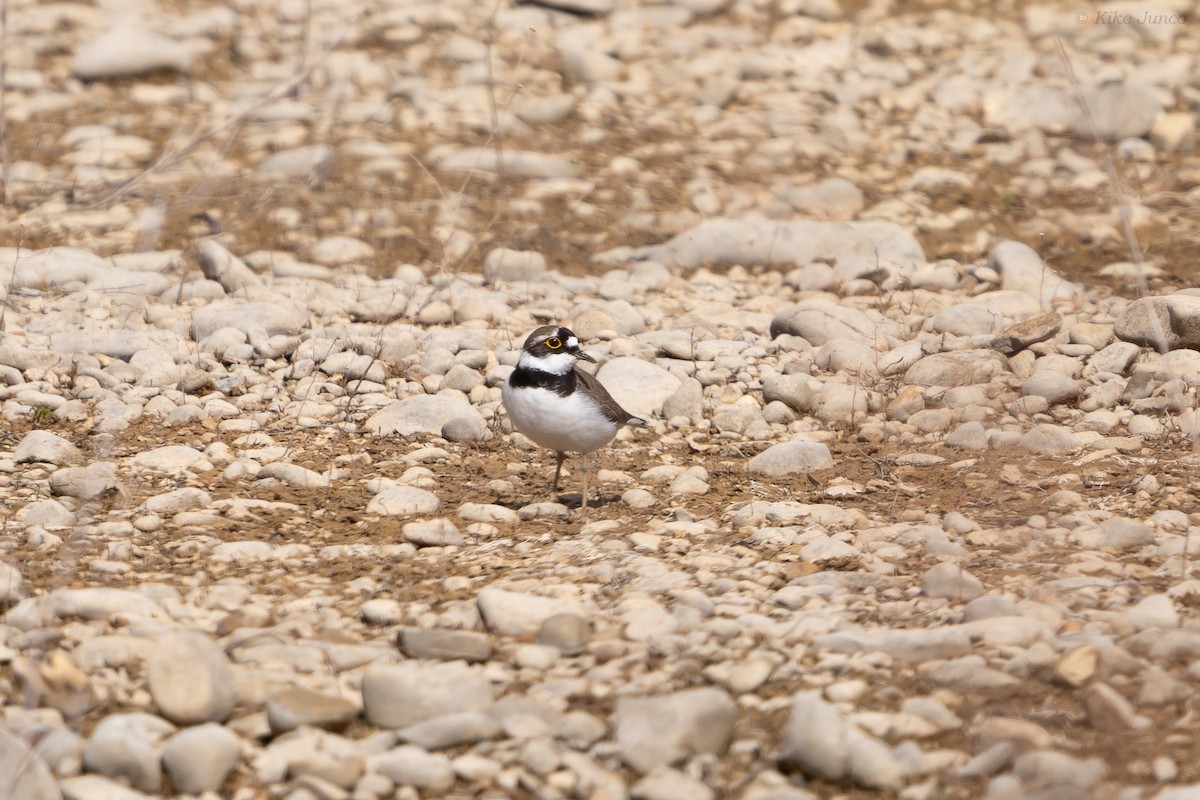 Little Ringed Plover - ML615889418