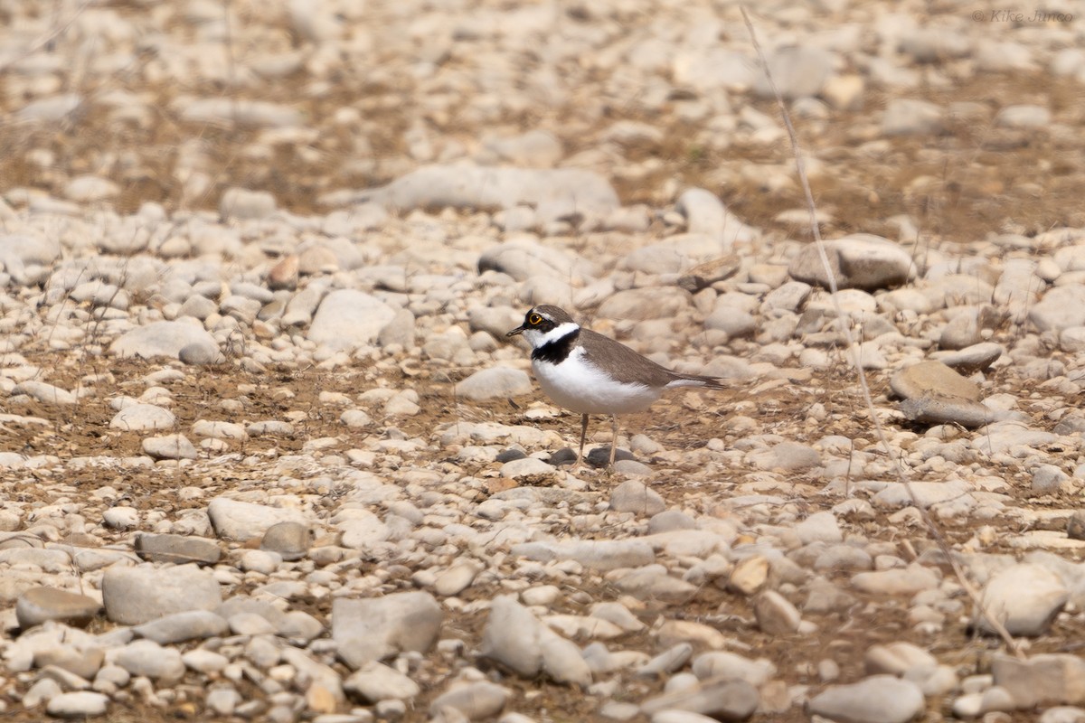 Little Ringed Plover - ML615889419