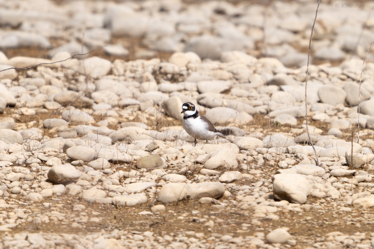 Little Ringed Plover - ML615889420