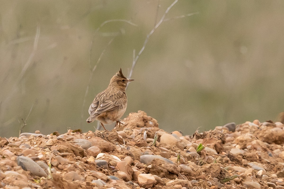 Crested Lark - ML615889428