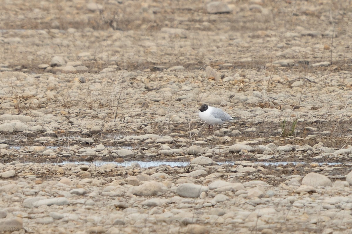 Black-headed Gull - ML615889452