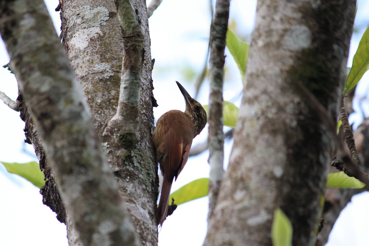 Planalto Woodcreeper - ML615889458