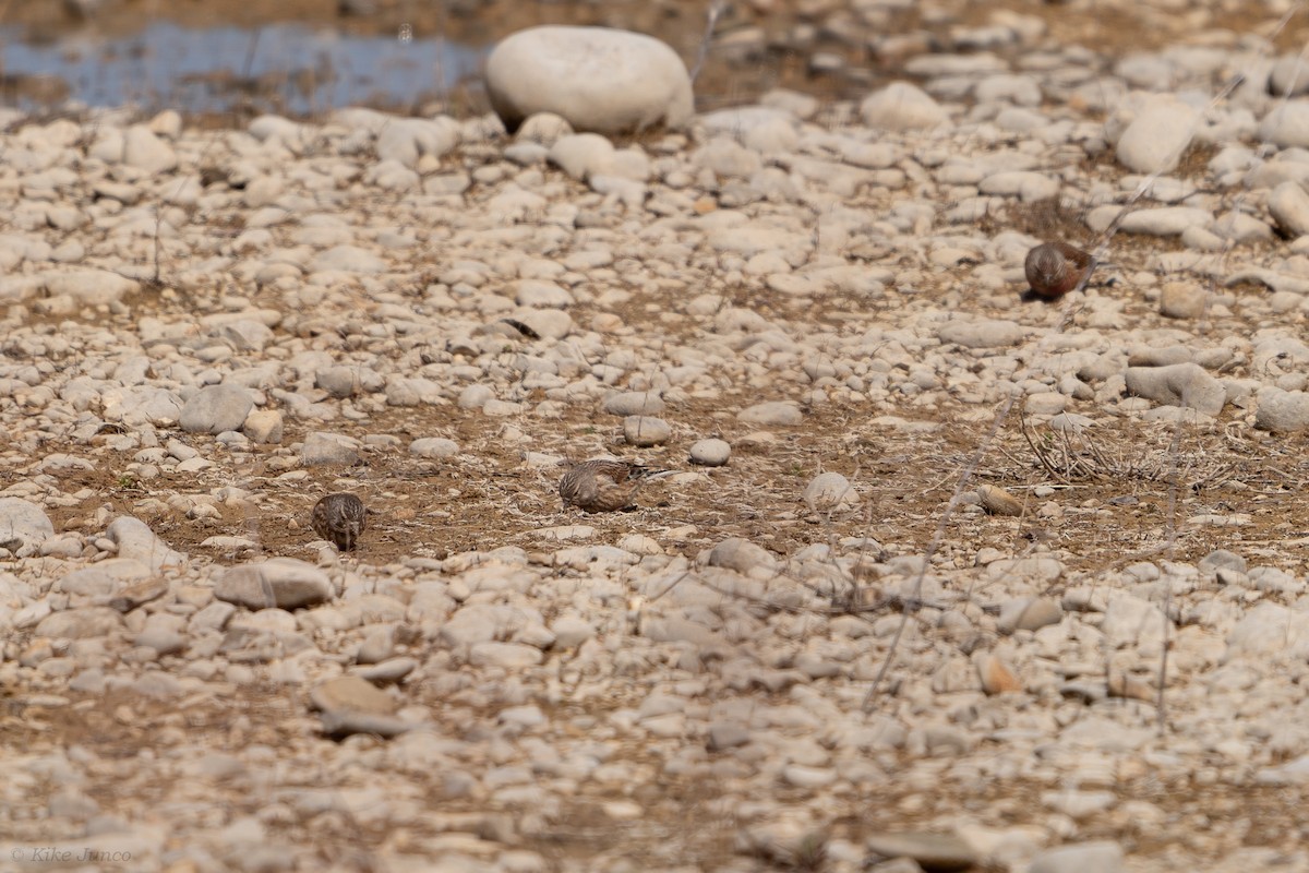 Eurasian Linnet - ML615889472