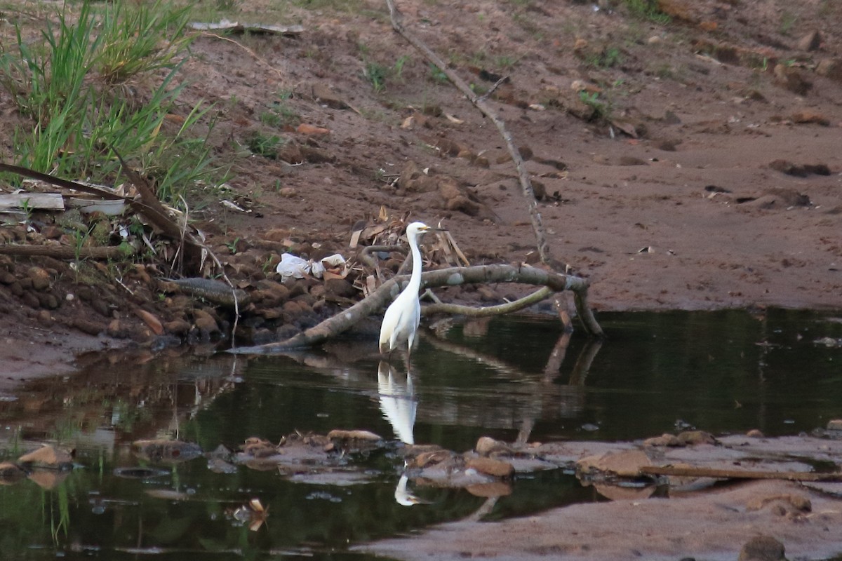 Snowy Egret - ML615889513