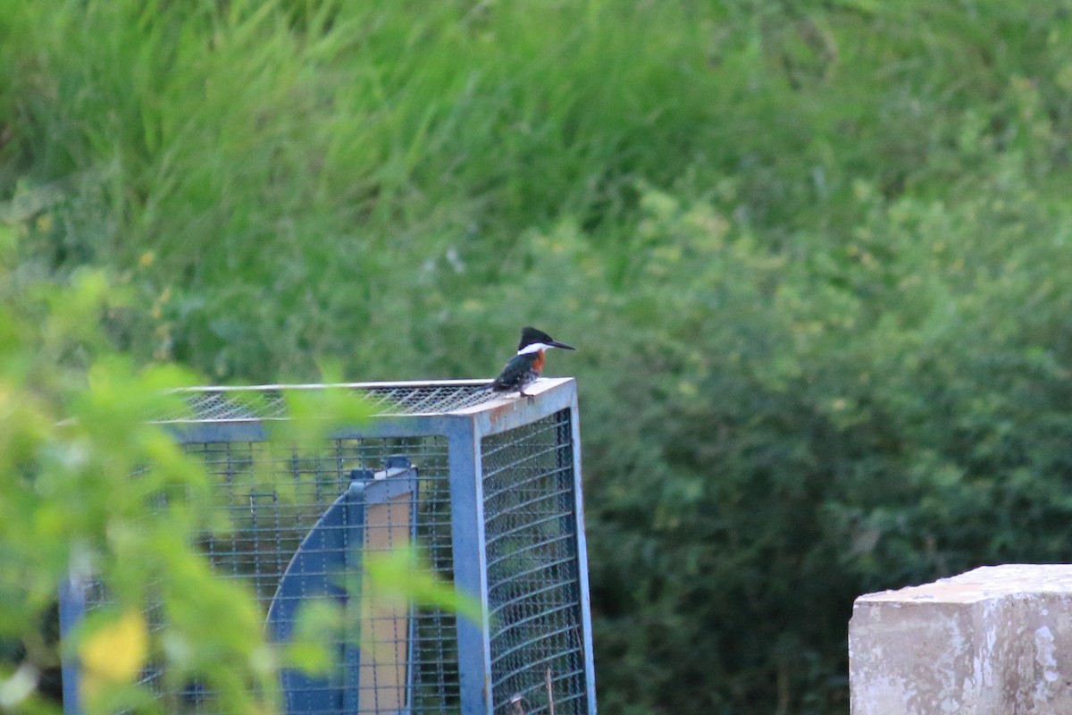 Green Kingfisher - ML615889521