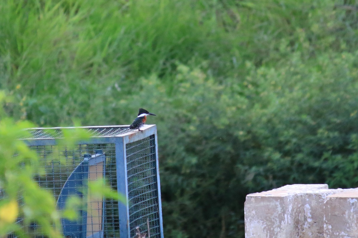 Green Kingfisher - ML615889522