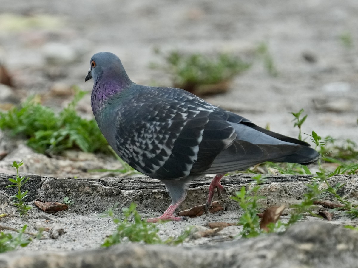 Rock Pigeon (Feral Pigeon) - ML615889535