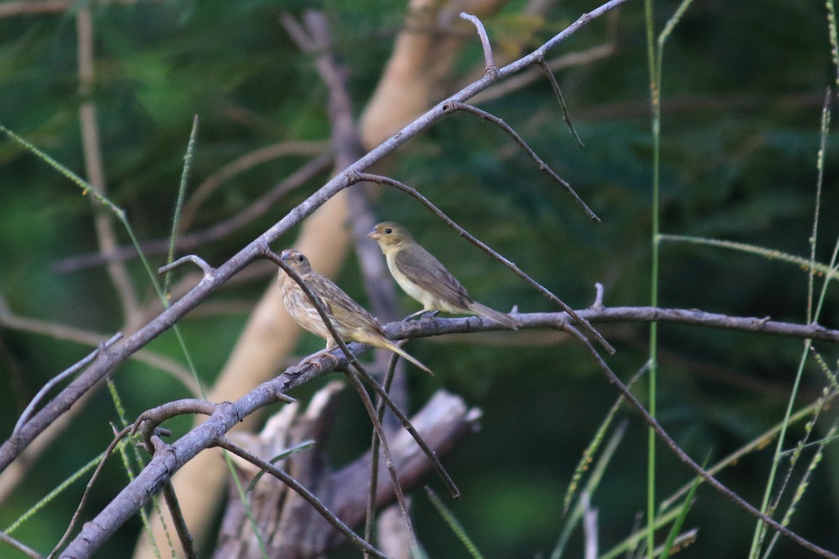 Lined Seedeater - Guilherme Maluf