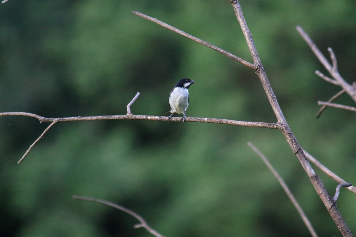 Lined Seedeater - Guilherme Maluf