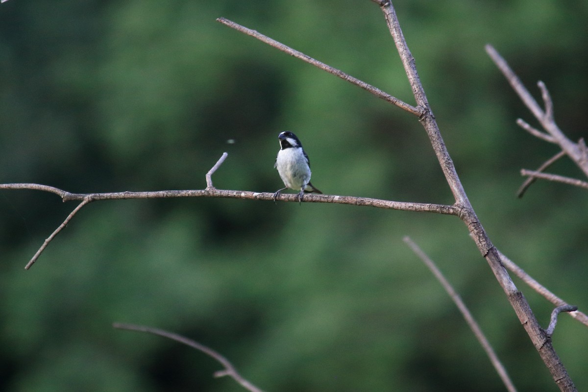 Lined Seedeater - Guilherme Maluf