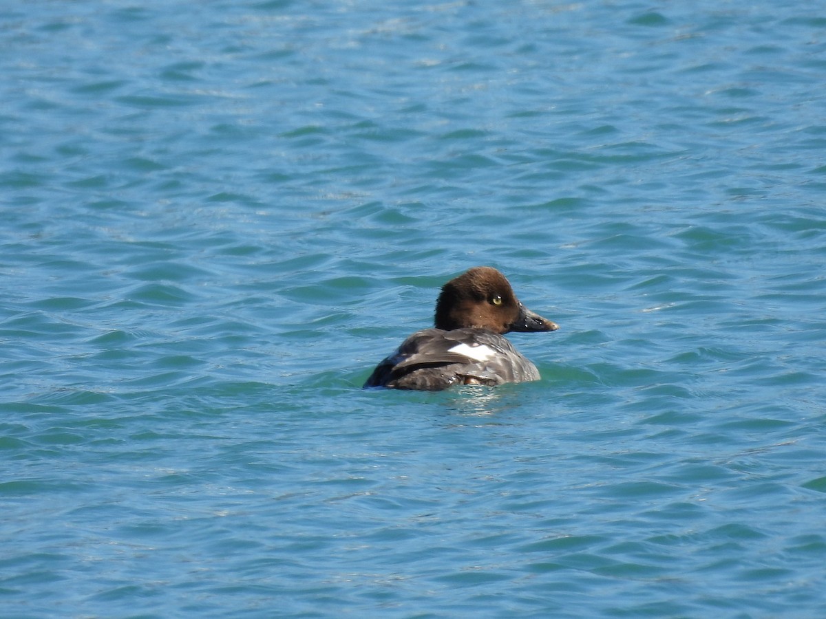 Common Goldeneye - Lin Johnston