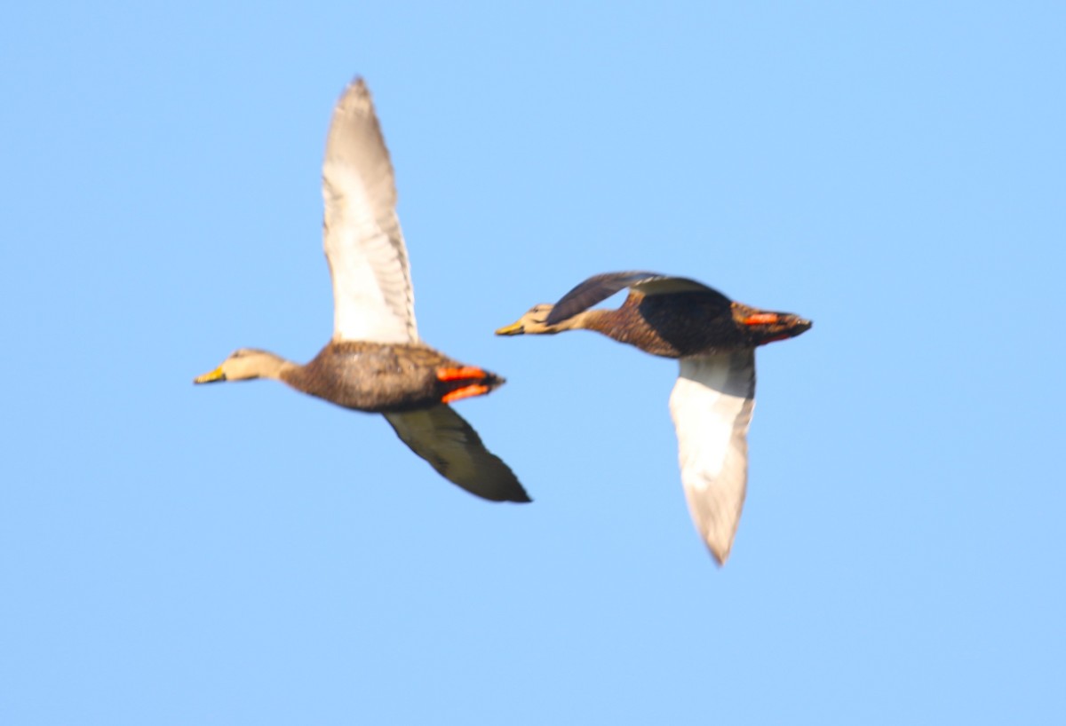 Mottled Duck - ML615889587