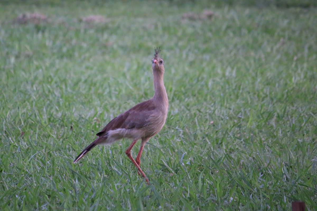 Red-legged Seriema - Guilherme Maluf