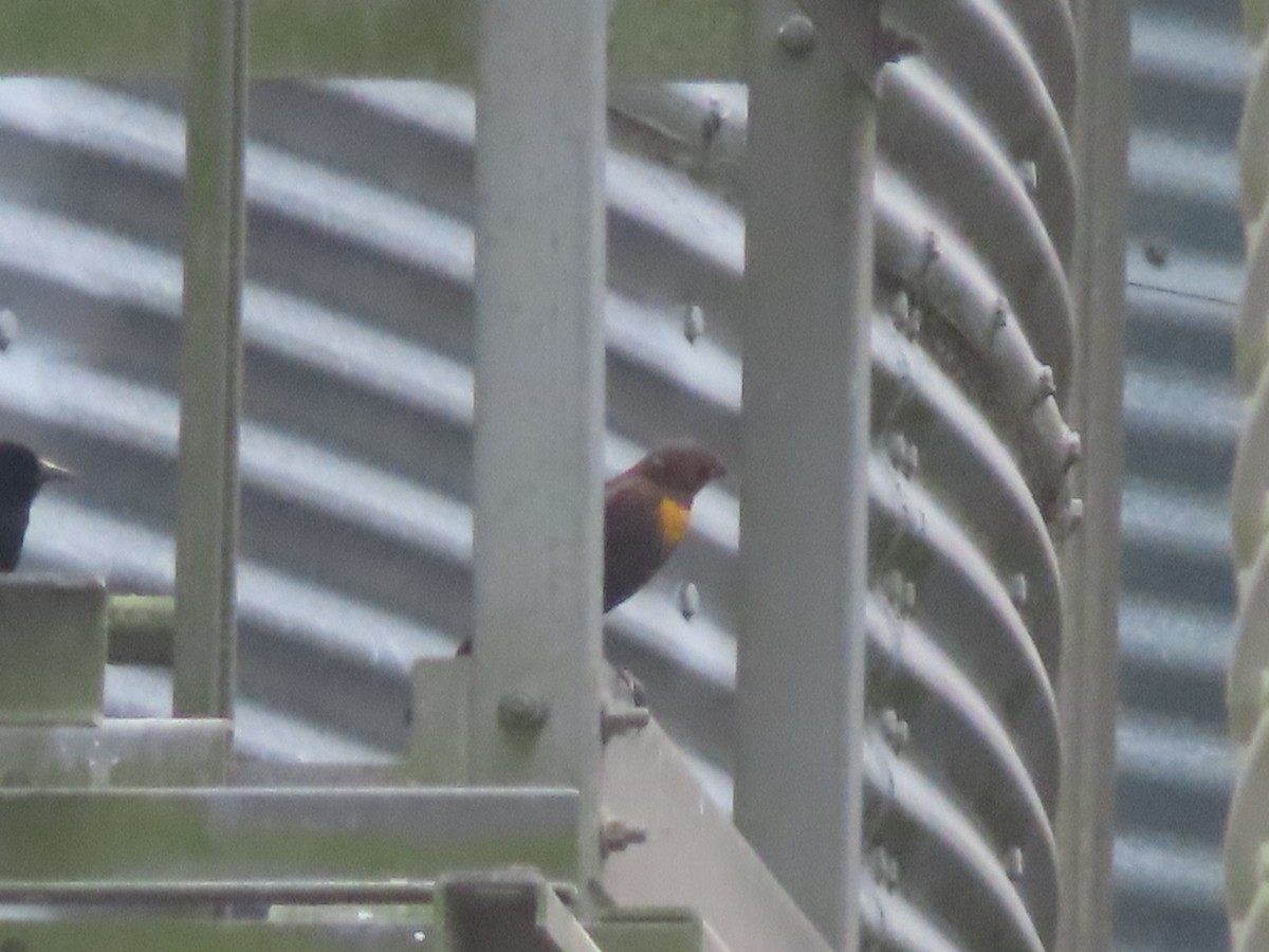 Yellow-headed Blackbird - ML615889613