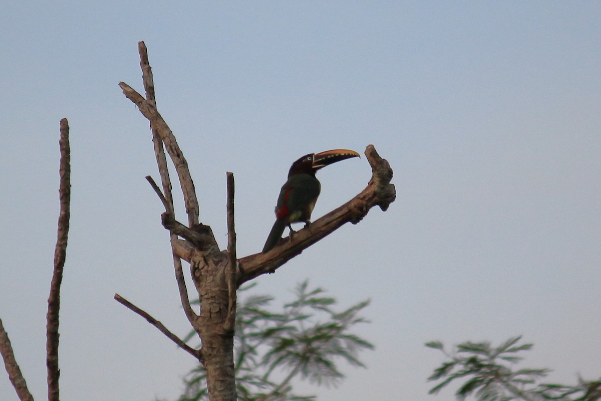 Chestnut-eared Aracari - ML615889614