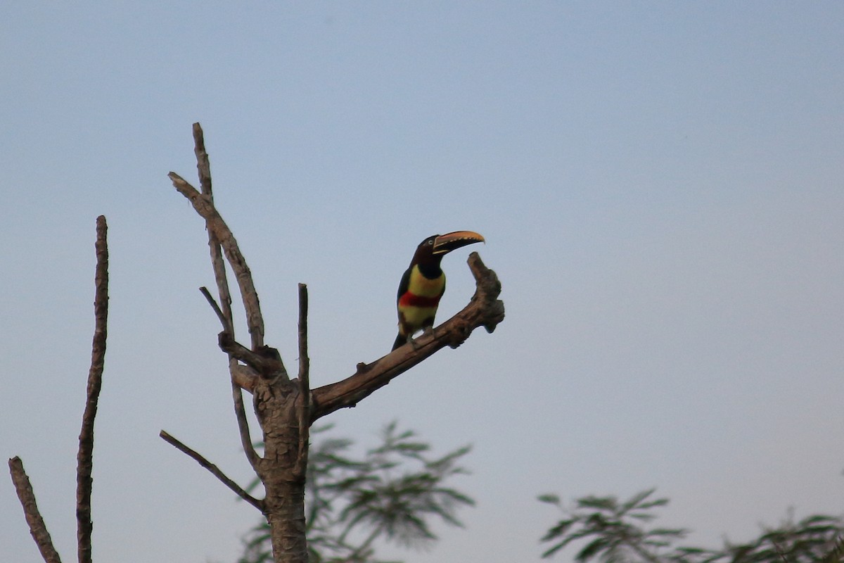 Chestnut-eared Aracari - ML615889615