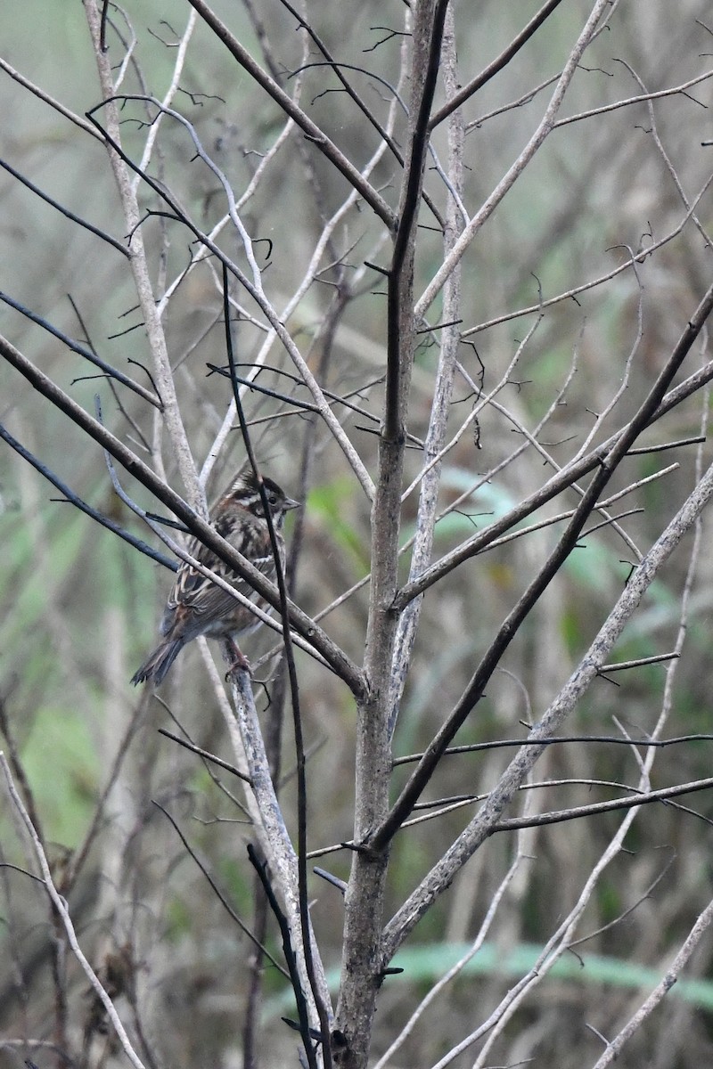 Rustic Bunting - Paul Shaffner