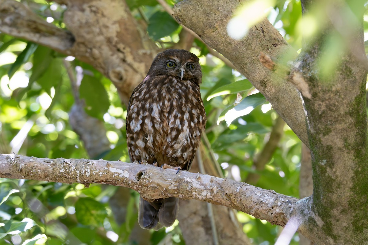 Morepork - ML615889650