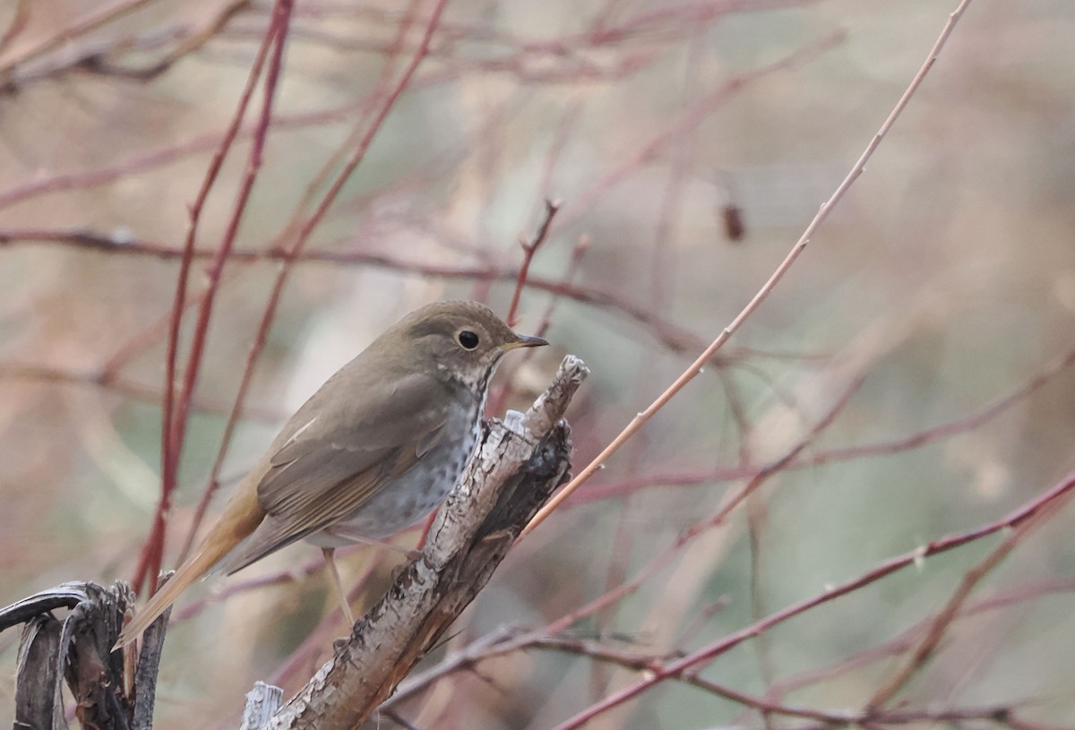 Hermit Thrush - ML615889661