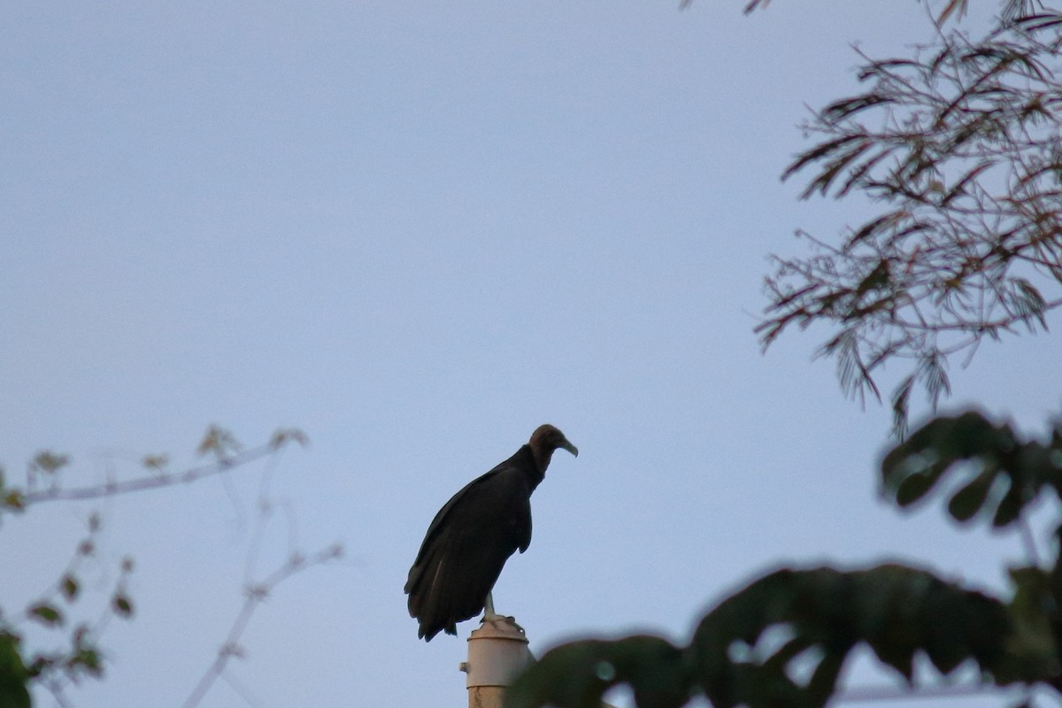 Black Vulture - Guilherme Maluf