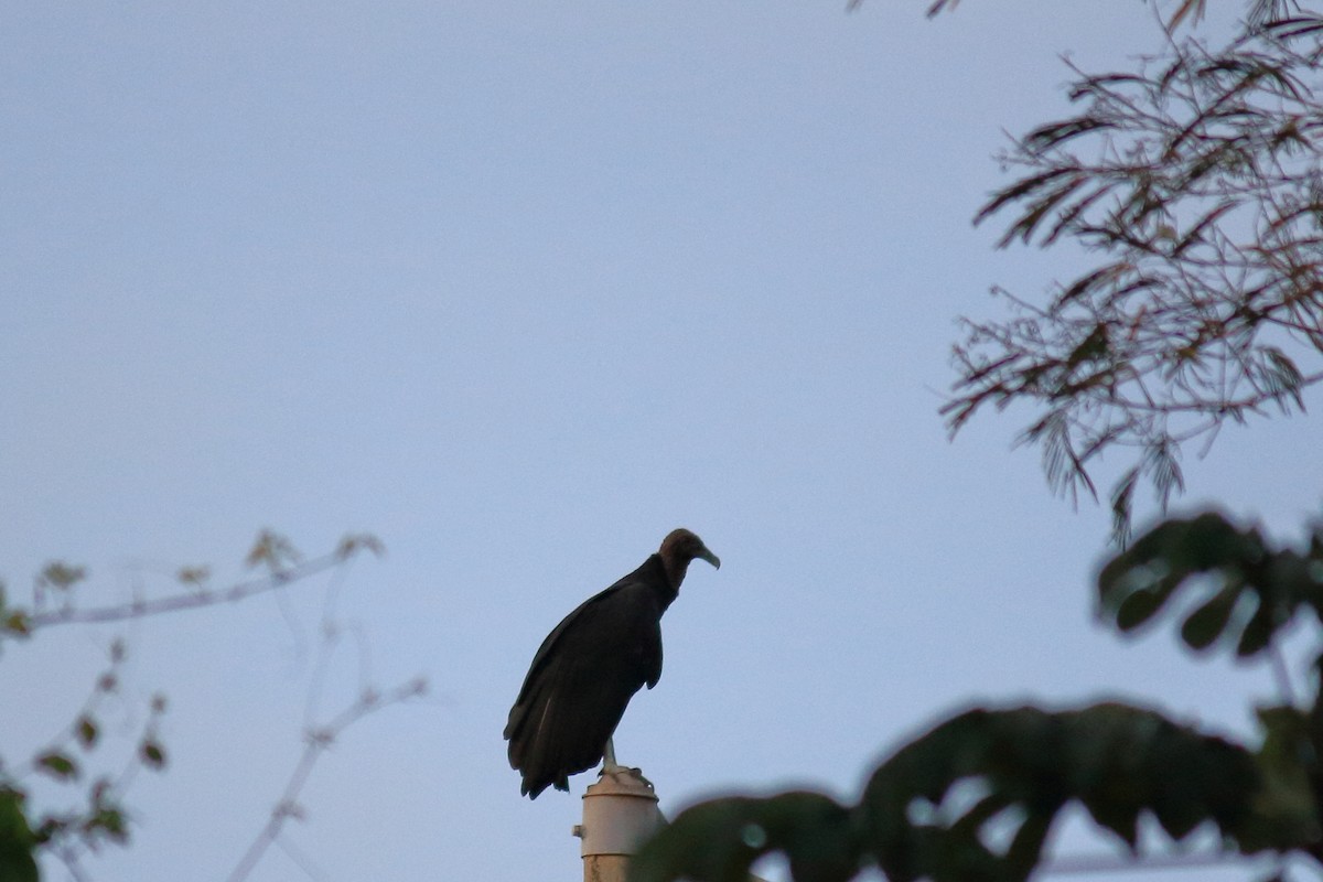 Black Vulture - ML615889665