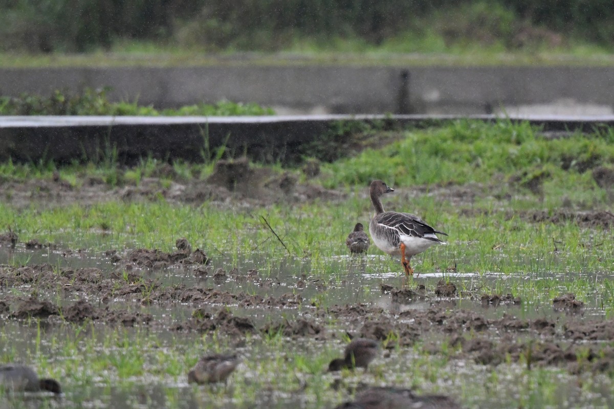 Taiga Bean-Goose - ML615889693