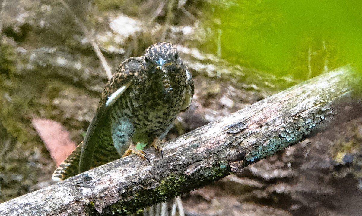 Sahul Brush Cuckoo - ML615889695