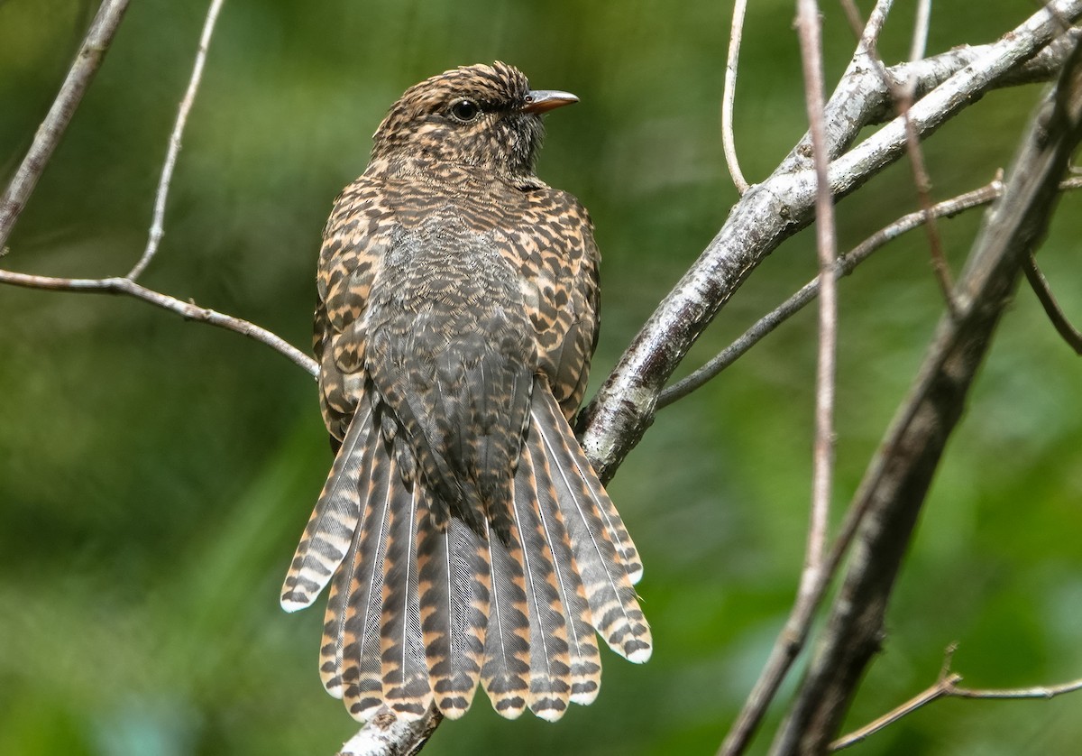 Sahul Brush Cuckoo - ML615889696