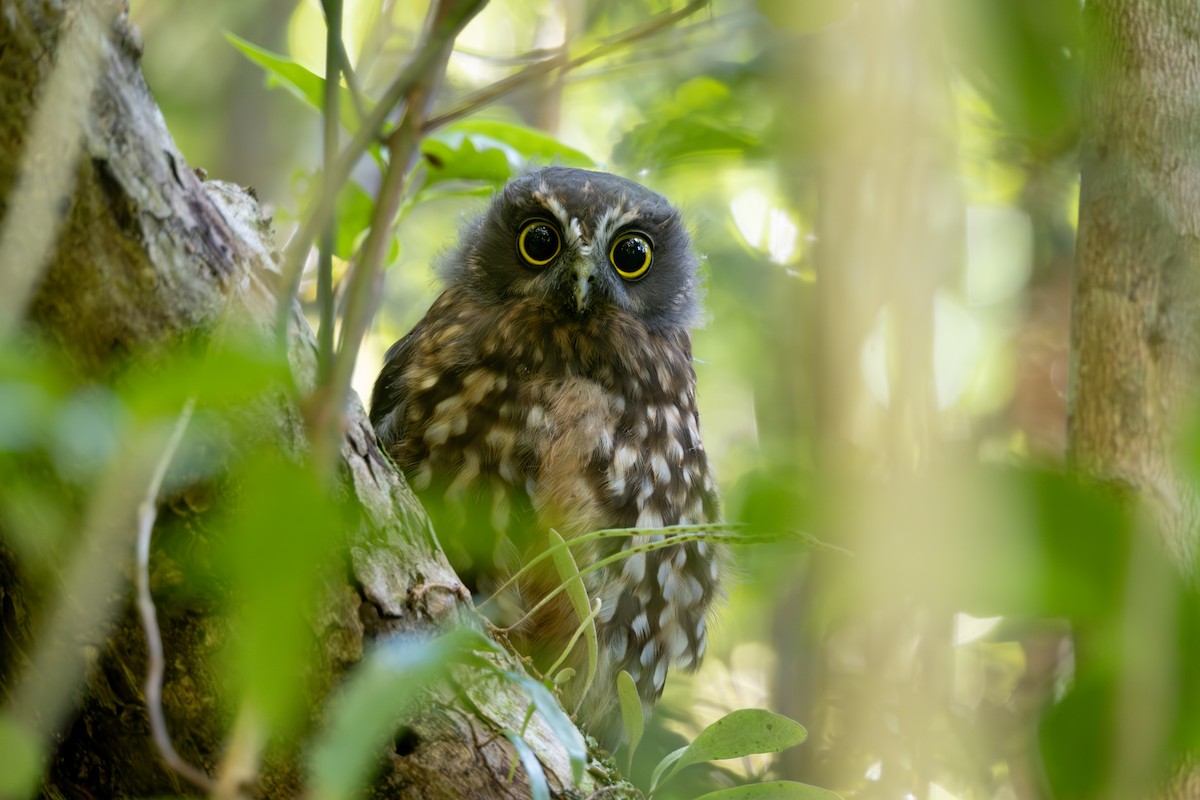 Morepork - ML615889751