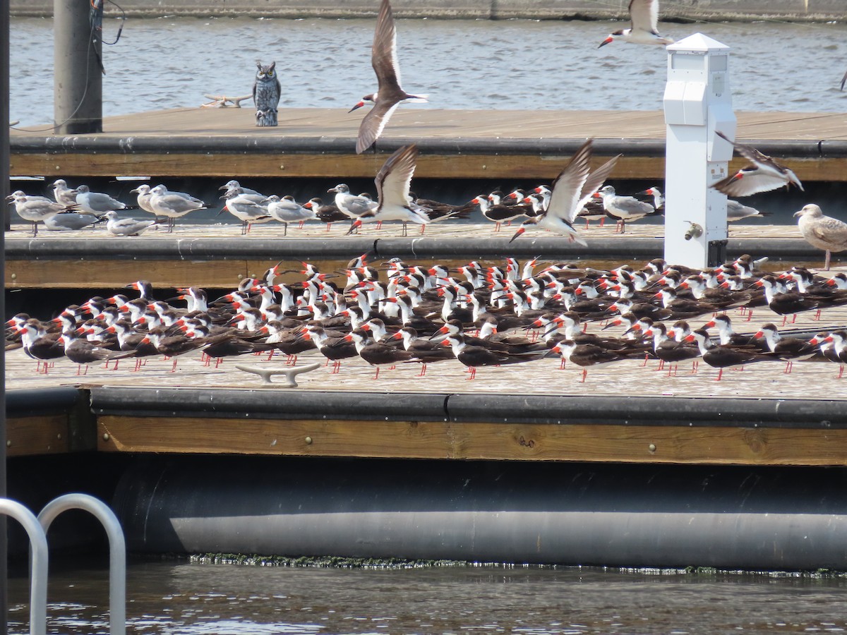 Black Skimmer - ML615889754