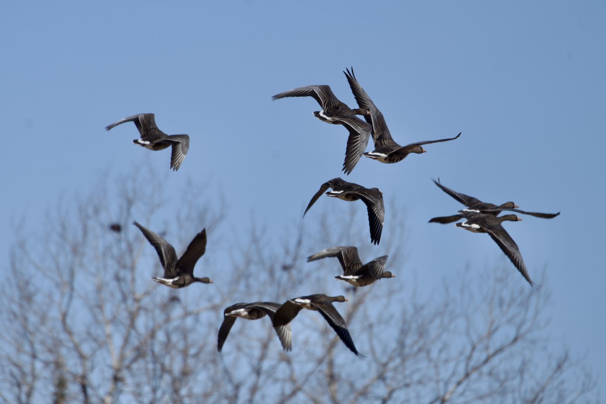 Greater White-fronted Goose - ML615889766