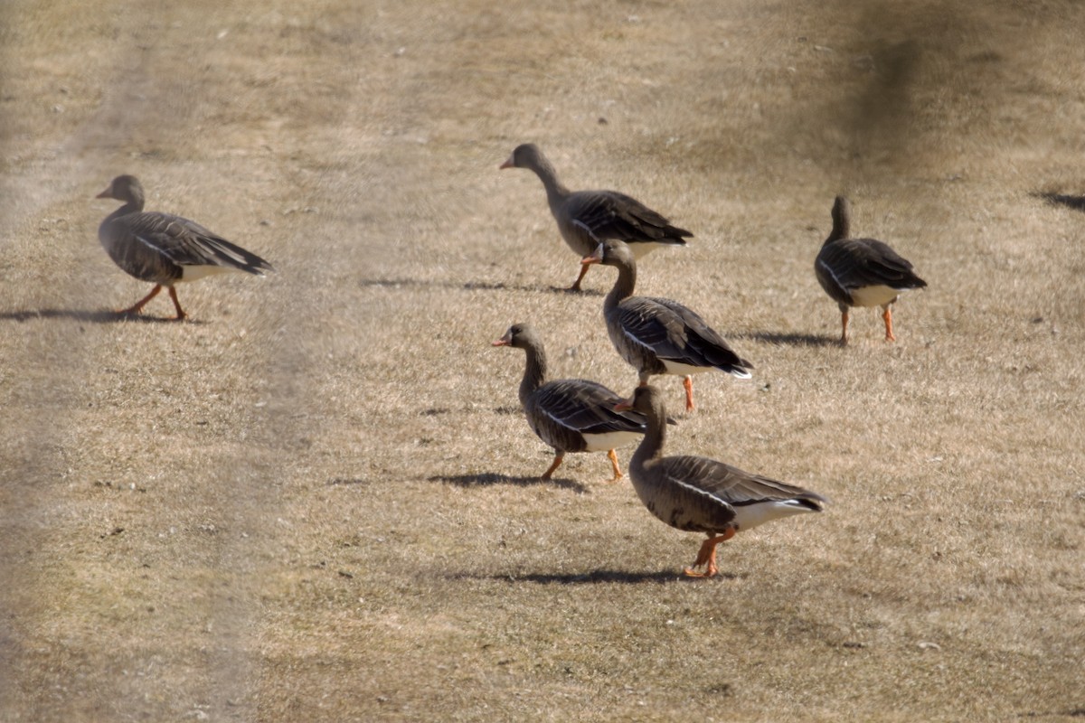 Greater White-fronted Goose - ML615889767