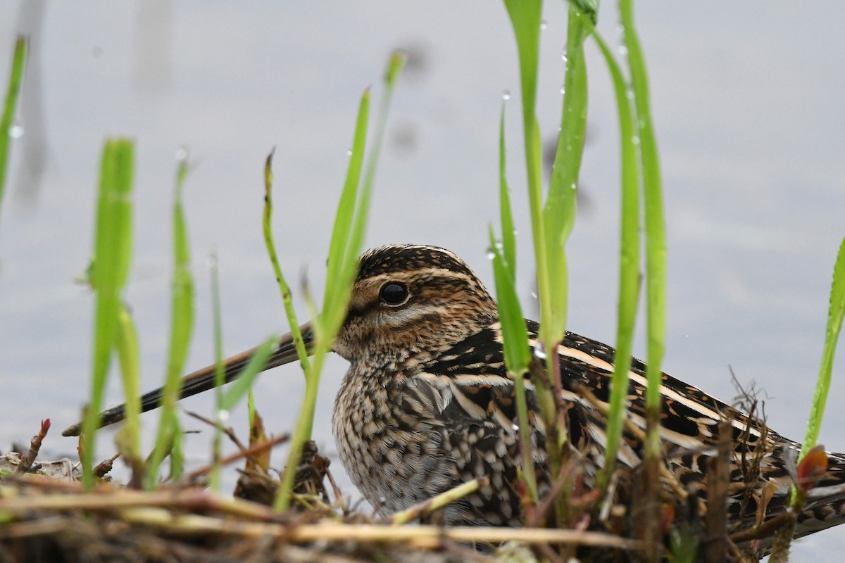 Common Snipe - ML615889772