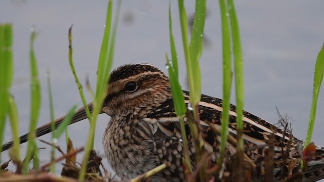 Common Snipe - ML615889774