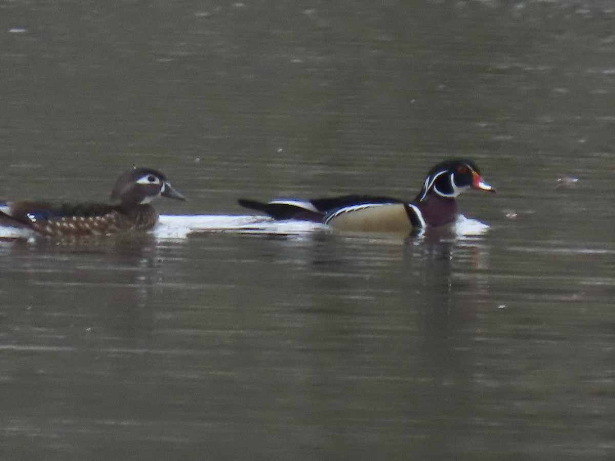 Wood Duck - Curtis Beck