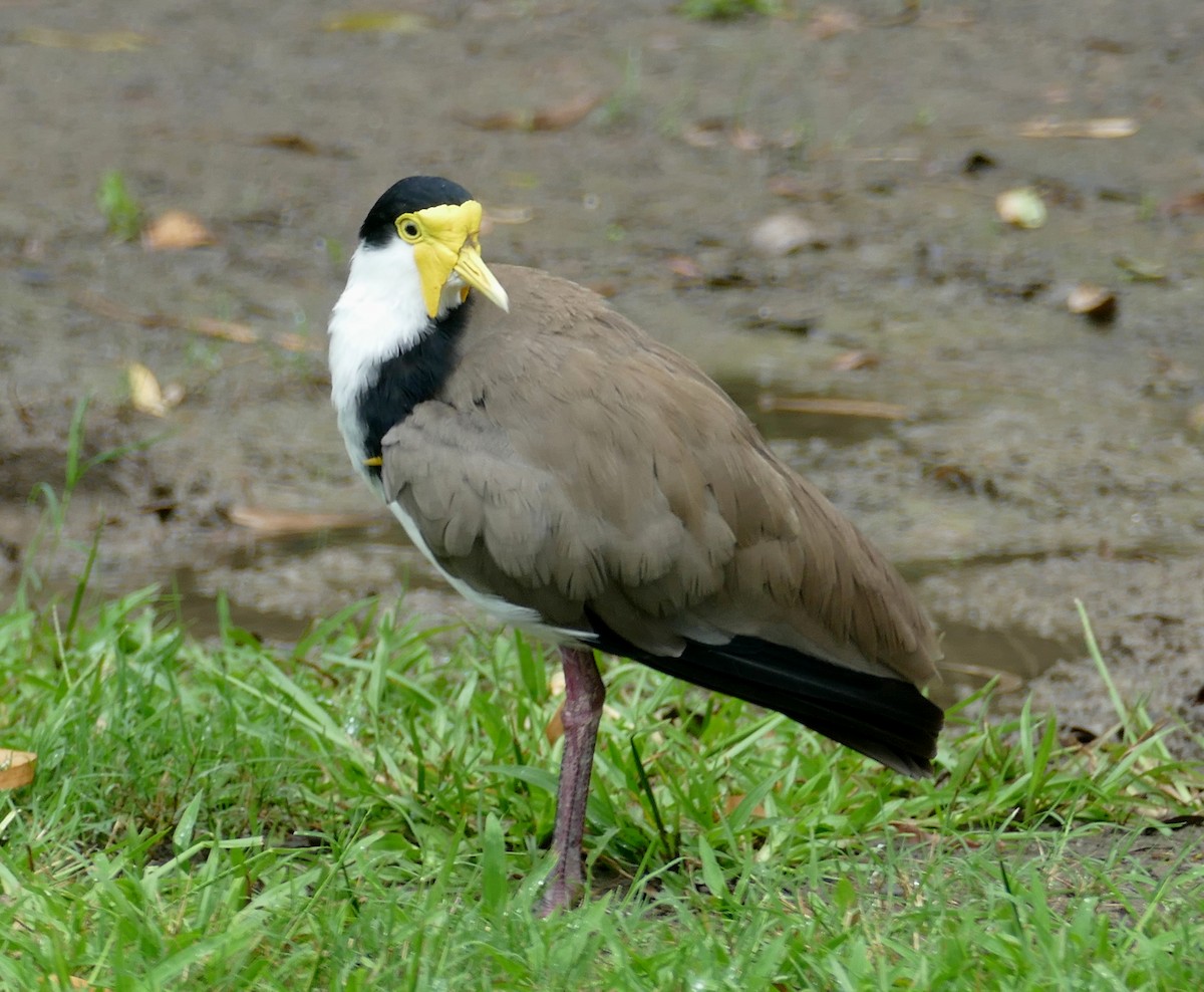 Masked Lapwing (Black-shouldered) - Chris Payne