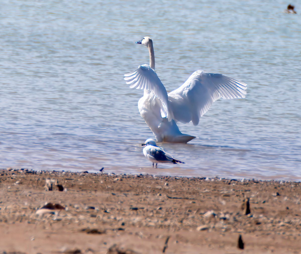 Tundra Swan - ML615889852