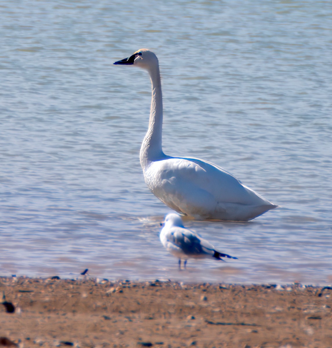 Tundra Swan - ML615889853