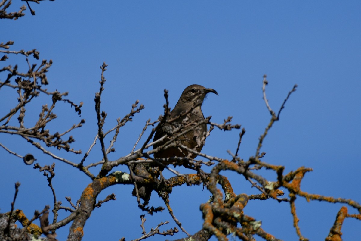 California Thrasher - ML615889864