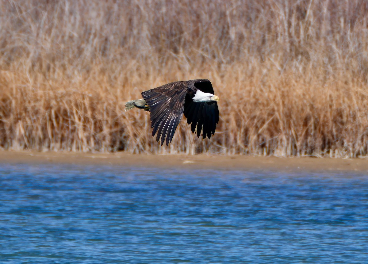 Bald Eagle - ML615889875