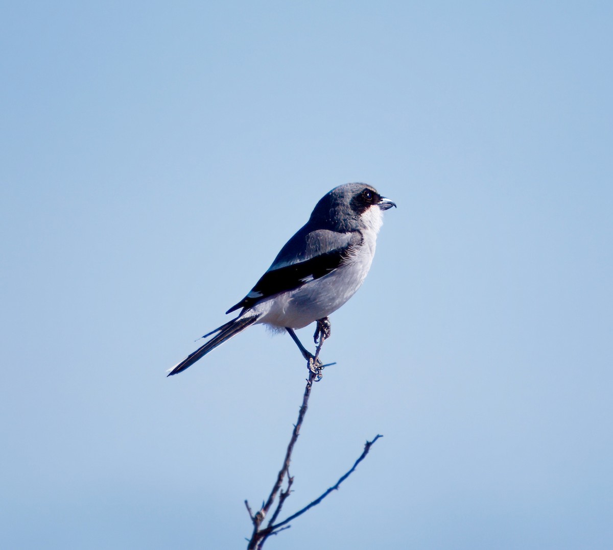 Loggerhead Shrike - Julie Schneider