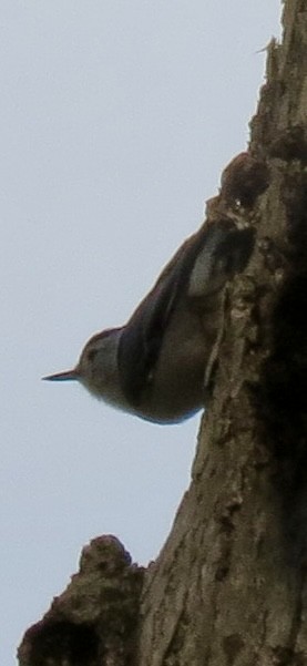 White-breasted Nuthatch - Nicklas Hostetter