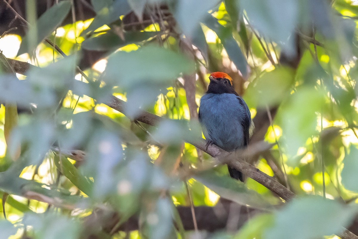 Swallow-tailed Manakin - ML615889944