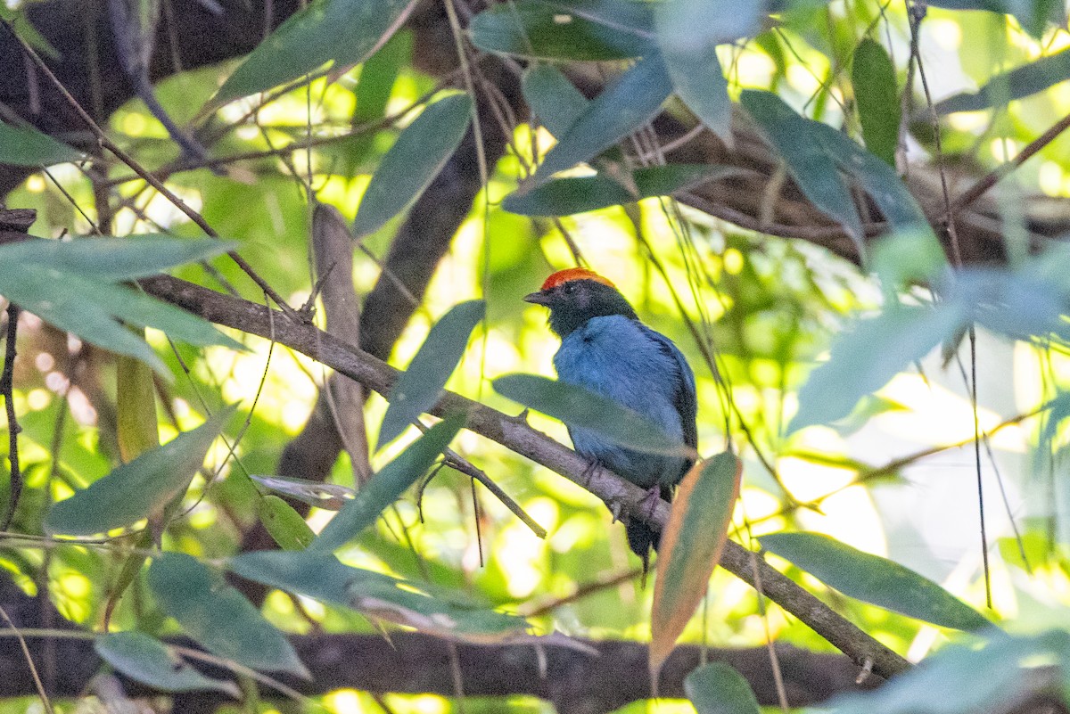 Swallow-tailed Manakin - Charlie Bostwick