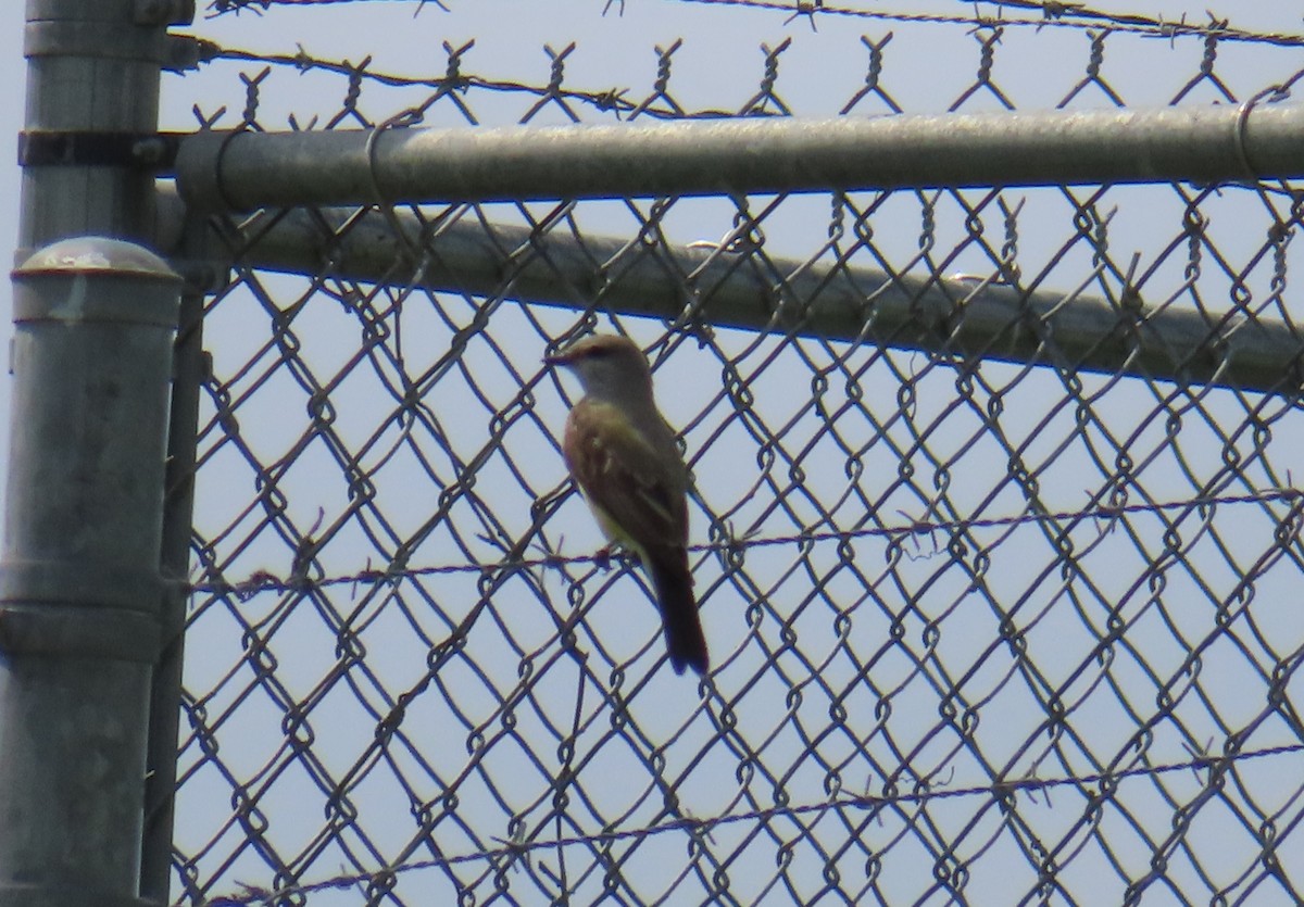 Western Kingbird - ML615889974