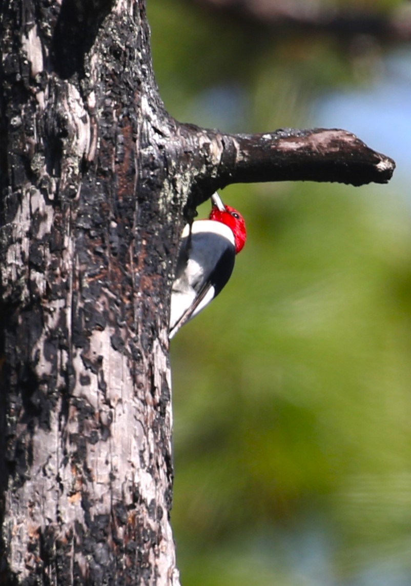 Red-headed Woodpecker - ML615889976